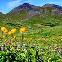 Mountain Meadow with Flowers