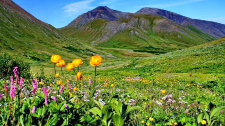 Mountain Meadow with Flowers - nature, sky, mountain, blue, green, meadow, flowers, grass