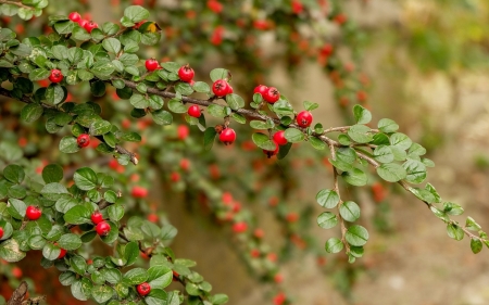 Berries - autumn, berry, red, green, fruit