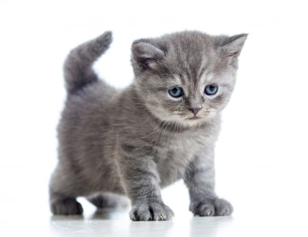 Kitten - grey, white, animal, pisica, kitten, cute, cat