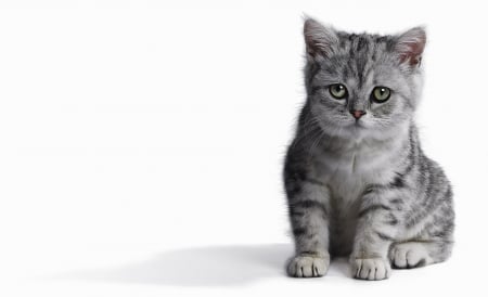 Kitten - grey, white, animal, pisica, kitten, cute, cat