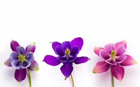 Flowers - white, trio, purple, pink, flower