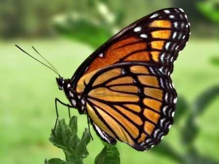 Monarch Butterfly - insects, animal, wings, cute, butterfly