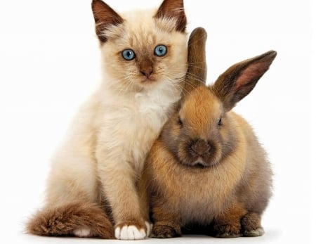 Friends - rabbit, cat, animal, pet, bunny, cute, pisica, kitten