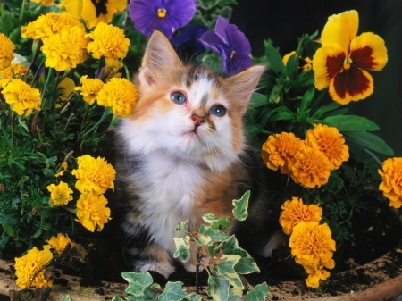 Cute Kitten - flowers, animal, kitten, cat