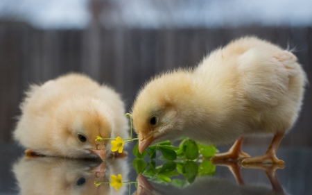 Chicks - bird, animal, chicks, cute, pasare, couple, pui