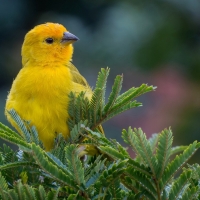 Yellow bird