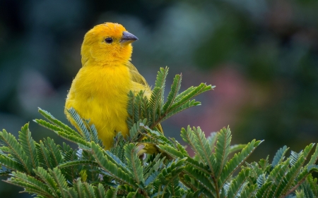 Yellow bird - green, yellow, bird, pasare