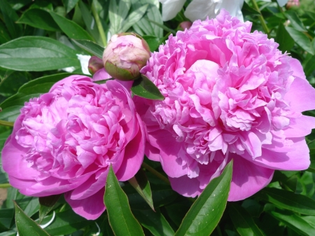 Pink Peonies - nature, peonies, macro, petals, flowers