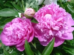 Pink Peonies