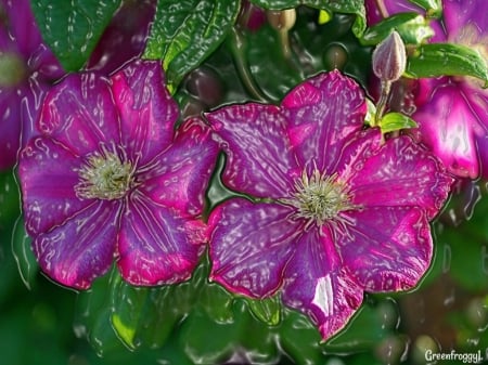 PLASTIC WRAP CLEMATIS - clematis, wrap, image, plastic