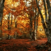 Beautiful Foliage in Autumn Woods