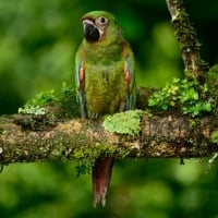 Beautiful Macaw on Mossy Tree