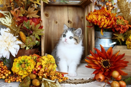 Still life with kitty - still life, sweet, cat, flowers, fluffy, fall, pet, kitten, autumn, cute, adorable, kitty