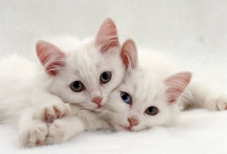 Cats - white, animal, kitten, Cats