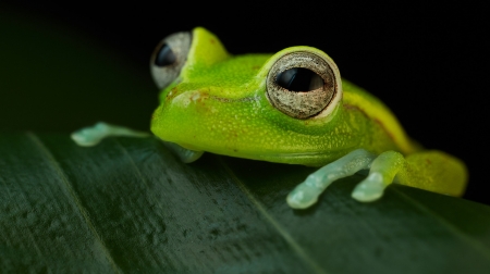 Frog - hypsiboas punctata, animal, green, polk a dot treefrog, leaf, amphibian, broasca, frog