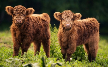 :) - brown, animal, cute, bull, baby, cow, vaca, green