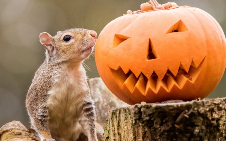 Curious - animal, cute, halloween, orange, pumpkin, squirrel, veverita