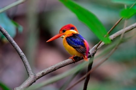 Kingfisher - animal, cute, bird, leaves, kingfisher, pasare, bokeh, branch, colorful