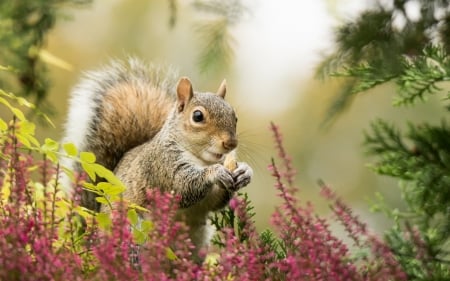 Squirrel - flower, animal, squirrel, pink, veverita, green