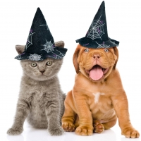 Halloween Puppy and Kitten