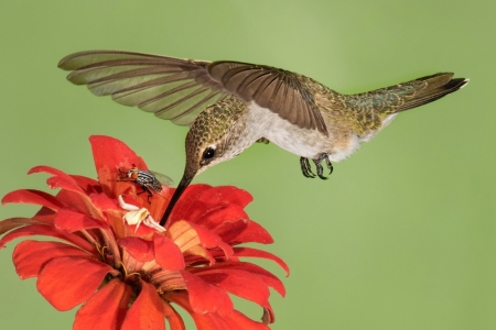 Hummingbird - animal, flower, Hummingbird, nature