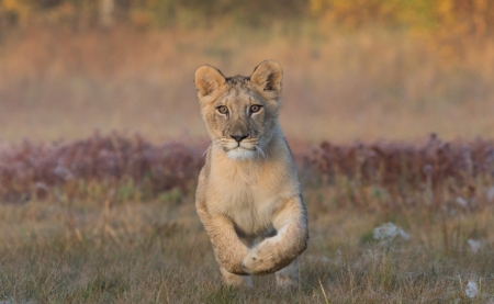 Lion - animal, paw, lion, run