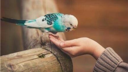 come to me - nature, girl, birds, hand