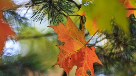 The Fall - Autumn, nature, leaf, tree