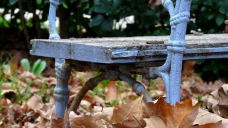 leaf fall - Autumn, nature, seat, chair