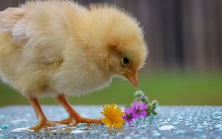 Chick - easter, bird, cute, pasare, spring, chick, flower, pui