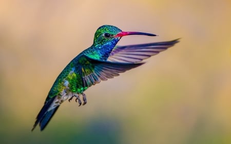 Hummingbird - bird, humming-bird, colibri, blue, green, wings, pasare