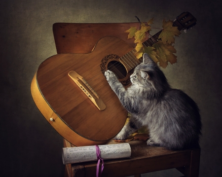 Or guitarist, or harpist - cat, guitar, instrument, animal, paw, funny, autumn, pisici, cute, leaf, daykiney