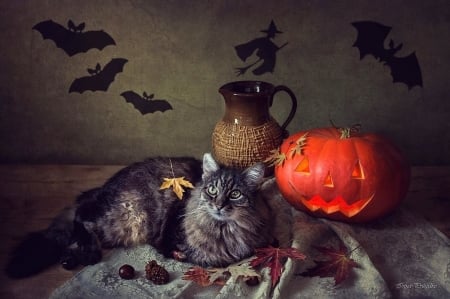 Happy Halloween! - pumpkin, cat, pisica, daykiney, witch, halloween, animal, orange, shadow