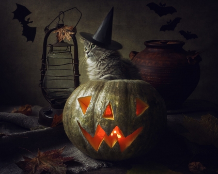 Happy Halloween! - animal, halloween, cat, daykiney, pumpkin, witch, pisica, hat, orange, autumn