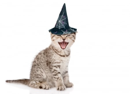 Happy Halloween! - cat, hat, funny, pisica, hallaoween, kitten, witch, card, animal, cute