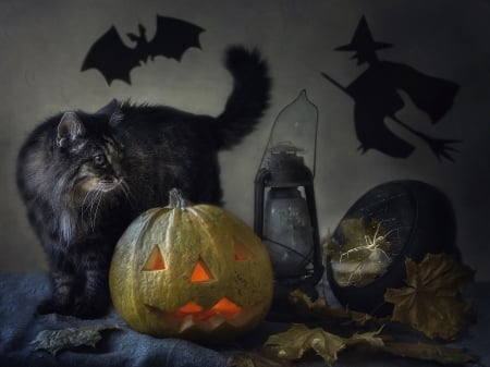 Happy Halloween! - bat, pumpkin, shadow, cat, witch, pisica, animal, halloween, daykiney