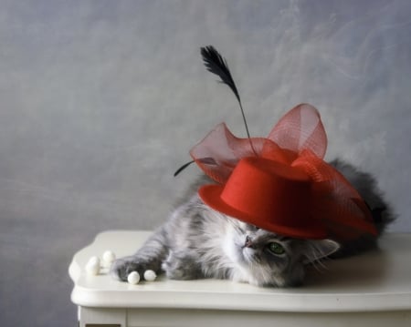 Elegancy - hat, cat, red, animal, funny, elegant, cute, pisica