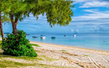 Beach - nature, beach, tree, sand