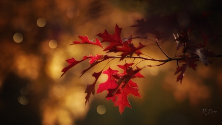 Oak in Color - bokeh, autumn, oak, fall, leaves, tree, firefox persona theme