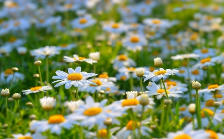 chamomile - flower, tree, nature, chamomile