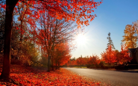 Fall - nature, autumn, fall, cloud, sun, tree