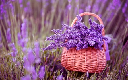 Lavender - lavender, tree, plants, nature