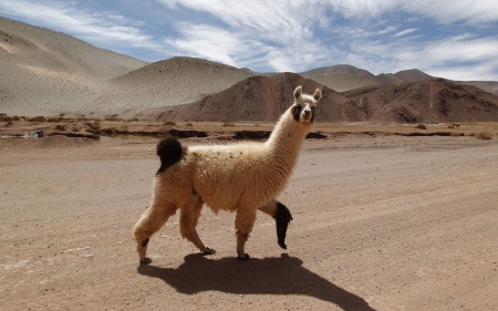 Llama - fur, animal, ph, walk, Llama