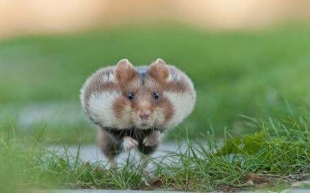 Run, Forrest, Run! - run, Mouse, grass, animal