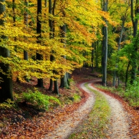 Path in forest