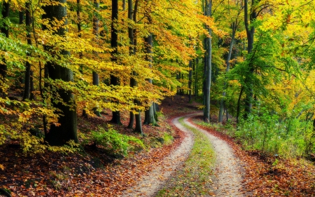 Path in forest - nature, tree, forest, path