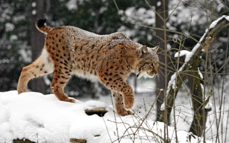 Wild Cat - Cat, nature, Wild, snow, ANimal