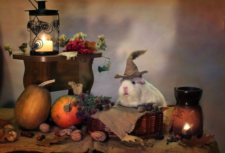 Goodbye Autumn - autumn, funny, mouse, still life