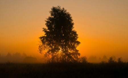 Ornge Sky - sunset, nature, tree, amazing